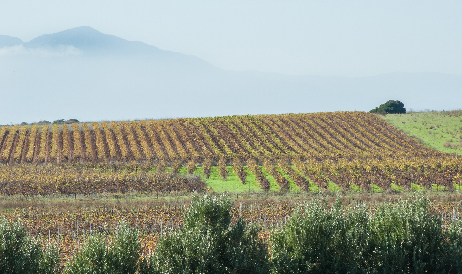 Vineyard in Sardinia